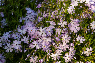 Purple Creeping Phlox in Low Sun