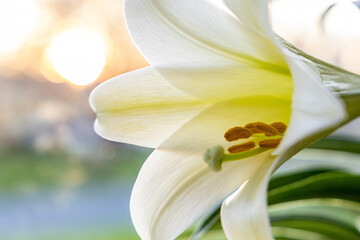 Easter Lily (Lilium Longiflorum) with Light Bokeh