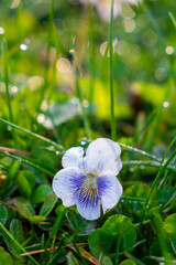 Wild White Violet in the Morning Dew