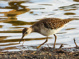 The wood sandpiper (Tringa glareola) foraging by the water, in The Kruger National Park.