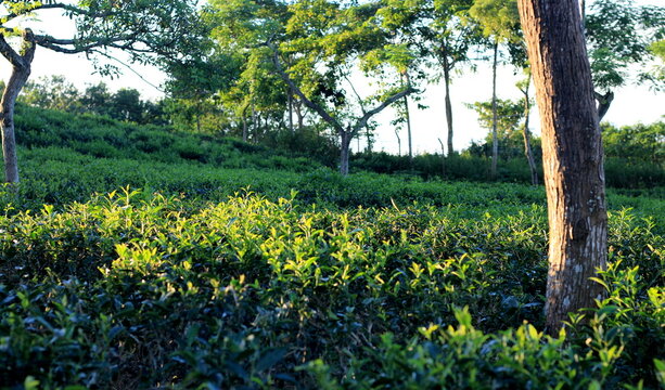 Landscape photo of Tea garden at sylhet, Bangladesh.