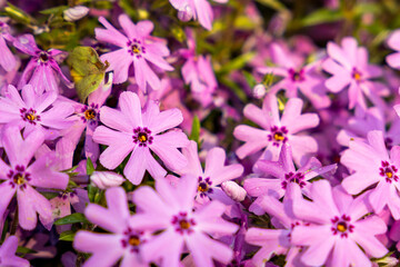 Pink Creeping Phlox with Low Sun