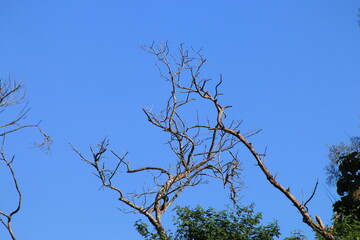 Deciduous tree with blue sky backgroud.