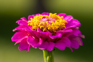 Purple Zinnia with Yellow Crown