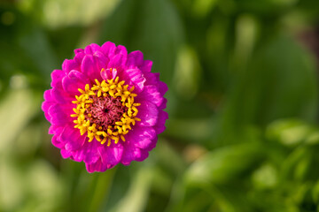 Purple Zinnia with Yellow Crown in Low Sun