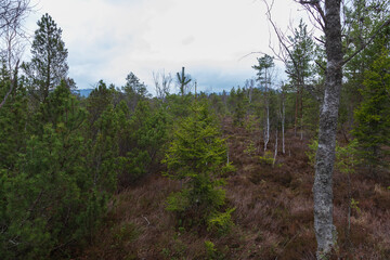 Sumava protected landscape area in the Czech Republic in Europe. Area Chalupska slat - forests, meadows, path to slat.