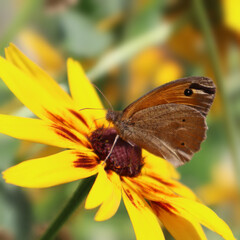 Brown marigold butterfly sits on a rudbeckia flower
