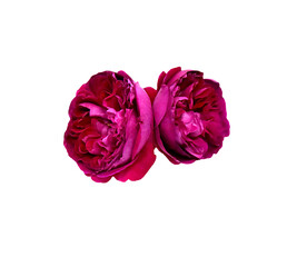 Magenta color roses isolated on white background
