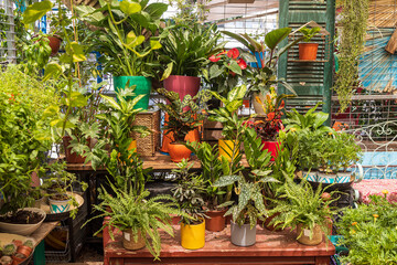 Entrance to the flower shop. Trolley with indoor plants. Cacti in various mugs are on the shelves