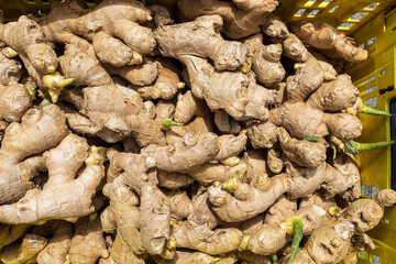sprouted ginger roots in the box for sale