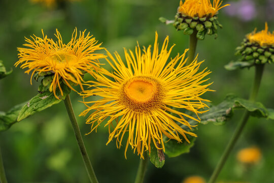 Telekia speciosa, also known as the heart-leaved oxeye or yellow oxeye, is a species of flowering plant within the family Asteraceae.