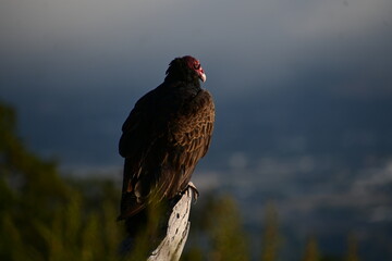 turkey vulture perched on dead tree branch