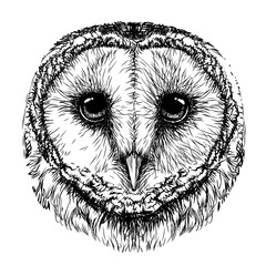 Barn owl. Sketch,  graphic portrait of an owl on a white background. Digital vector drawing. - 523868596