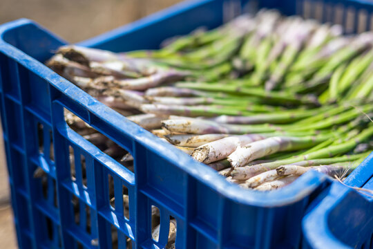 Asparagus harvest in the field