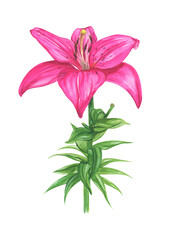 Lily watercolor illustration. Pink lily flower.