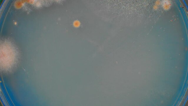 Culture of bacteria and fungal spores from a domestic air conditioner filter. Timelapse in a petri dish