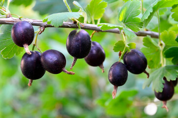 Jostaberry (Ribes × nidigrolaria) hybrid of a black currant and gooseberry in the garden. Branch with ripe berries close up.