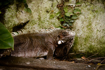 iguana on the zoo, wild nature, zoology, animal background