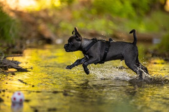 Retromops Welpe im Bach