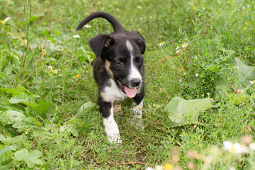 jack russell terrier puppy