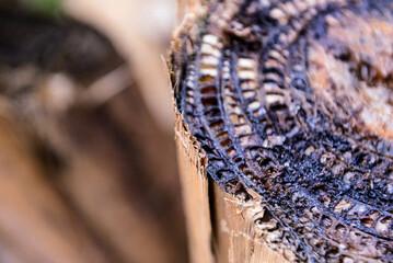 close-up of the banana tree cut, banana tree trunk cutting