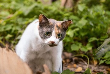 Obraz premium cat in the forest, international cat day, world animal day, animal adoption day, san francisco de assis day, adopt pet, zoology