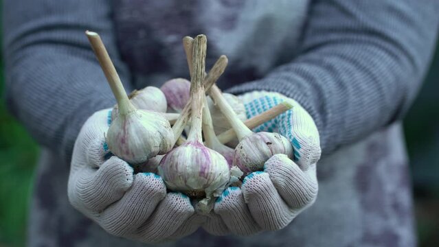 Woman hands holds a harvest of garlic. Hands in work gloves hold many heads of garlic