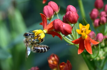 Biene auf einer orangen Bl&uuml;te