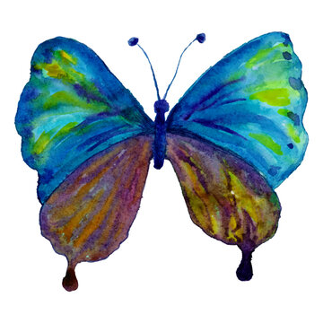 Butterfly Watercolor1