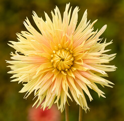 Obraz premium Beautiful close-up of a fimbriated dahlia