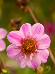Obraz premium Beautiful close-up of a pink dahlia