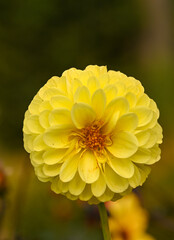 Beautiful close-up of a ball dahlia