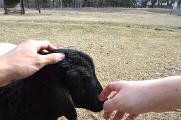 Half black and half white Somali sheep. Born in an ecological park in Córdoba, Argentina.