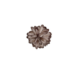 Watercolor image of pine cone on white background.