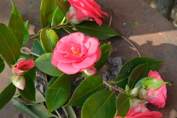 Fiori e alberi di camelia in una piantagione.