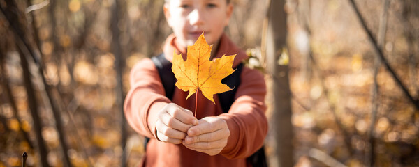 Portrait of smiling teenager boy holding yellow autumn maple leaf in his hand. Happy child walking in autumn park. Smiling schoolboy having fun outdoors. Banner. Selective focus