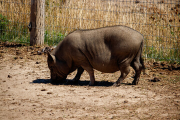 Obraz premium A Black Pot Belly Pig on a Farm