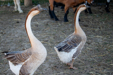 Two Large Geese on a Farm