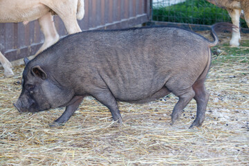 A Black Potbelly Pig on a Garm