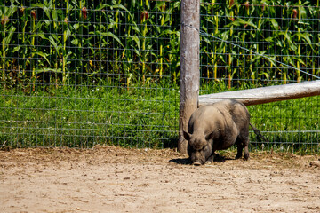 A Black Pot Belly Pig on a Farm