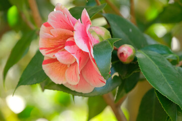 Fiori e alberi di camelia in una piantagione.