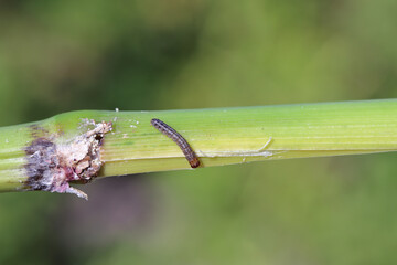 Corn, maize plant damaged by caterpillar of European corn borer (Ostrinia nubilalis).