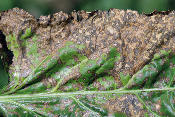 Cercospora leaf spot (Cercospora beticola) infection on a sugar beet plant.
