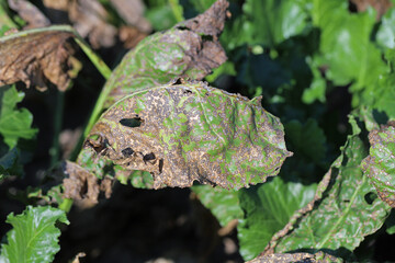 Cercospora leaf spot (Cercospora beticola) infection on a sugar beet plant.