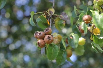 Fototapeta premium A rotting pear hanging on a tree on fruit tree in an orchard.