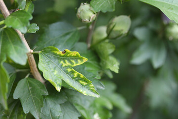 Chlorotic spots on hibiscus leaf, a fungal disease.