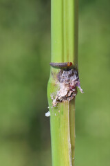 Corn, maize plant damaged by caterpillar of European corn borer (Ostrinia nubilalis).