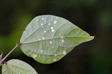 White round spots on bean leaves in the garden, a fungal disease.