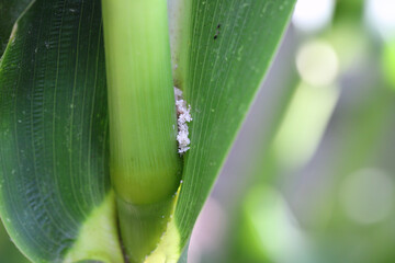 Corn, maize plant damaged by caterpillar of European corn borer (Ostrinia nubilalis).