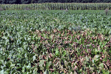Cercospora leaf spot (Cercospora beticola) infection on a sugar beet plant.